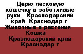 Дарю ласковую кошечку в заботливые руки - Краснодарский край, Краснодар г. Животные и растения » Кошки   . Краснодарский край,Краснодар г.